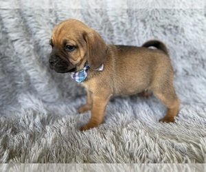 Puggle Puppy for sale in BEECH GROVE, IN, USA