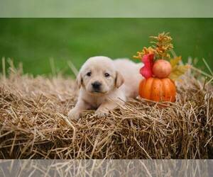 Labrador Retriever Puppy for sale in MAYSVILLE, GA, USA