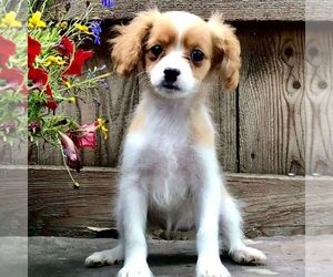 Cavapoo-Poodle (Miniature) Mix Puppy for sale in DRY RUN, PA, USA