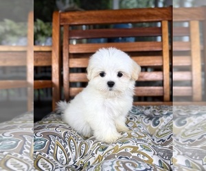 Mal-Shi Puppy for sale in NOBLESVILLE, IN, USA