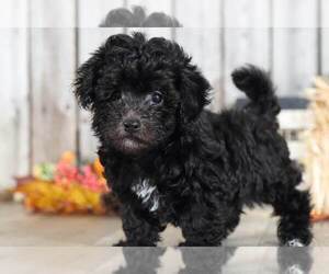 Maltipoo Puppy for sale in MOUNT VERNON, OH, USA