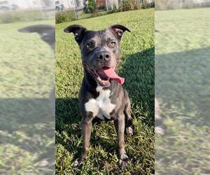 Labrador Retriever-Unknown Mix Dogs for adoption in Rosenberg, TX, USA