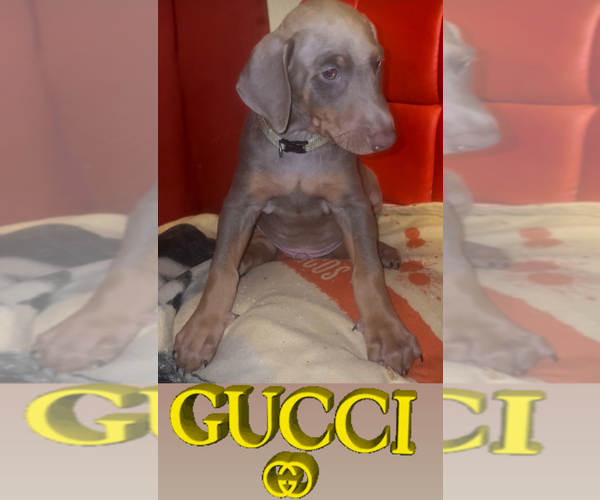Medium Photo #7 Doberman Pinscher Puppy For Sale in HESPERIA, CA, USA