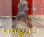 Small #6 Doberman Pinscher