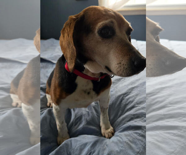 Medium Photo #1 Beagle Puppy For Sale in Batavia, NY, USA