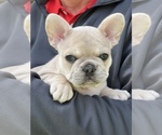 Small Photo #2 French Bulldog Puppy For Sale in MURRIETA, CA, USA