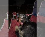 Small #5 Mutt