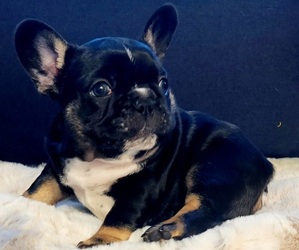 French Bulldog Puppy for Sale in ELK GROVE, California USA
