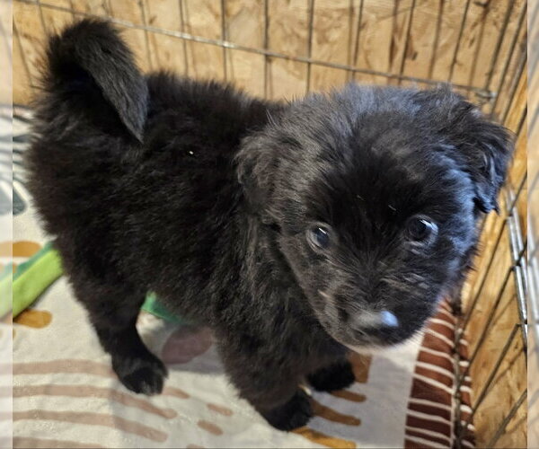 Medium Photo #2 Poodle (Miniature)-Unknown Mix Puppy For Sale in Olalla, WA, USA