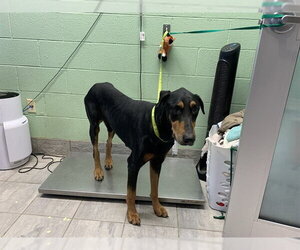 Doberman Pinscher-Unknown Mix Dogs for adoption in Grand Prairie, TX, USA