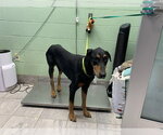Small Doberman Pinscher Mix