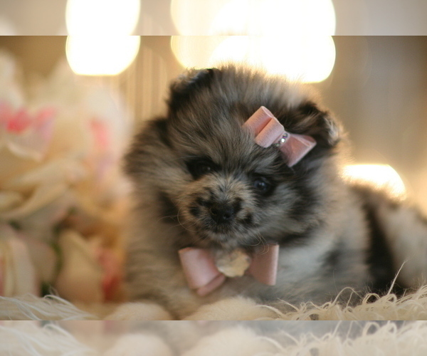 Medium Photo #4 Pomeranian Puppy For Sale in BOCA RATON, FL, USA
