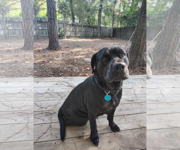 Medium Photo #2 Labrador Retriever-Unknown Mix Puppy For Sale in The Woodlands, TX, USA