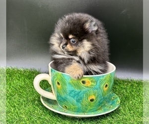 Pomeranian Dog for Adoption in CASSVILLE, Missouri USA