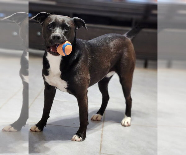 Medium Photo #24 American Staffordshire Terrier-Unknown Mix Puppy For Sale in Rosenberg, TX, USA