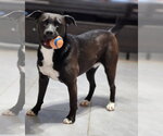 Small #23 American Staffordshire Terrier Mix