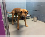 Small Labrador Retriever Mix