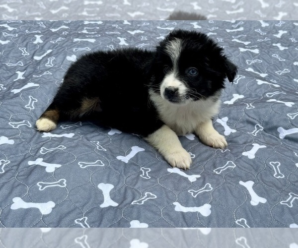 Medium Photo #75 Miniature Australian Shepherd Puppy For Sale in SALISBURY, NC, USA