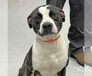 Mutt Dogs for adoption in Washington, DC, USA