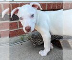 Small Photo #4 Sheprador Puppy For Sale in Spring, TX, USA