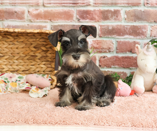 Medium Photo #5 Schnauzer (Miniature) Puppy For Sale in SYRACUSE, IN, USA