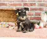 Small #4 Schnauzer (Miniature)