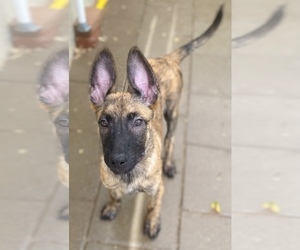 Belgian Malinois-Dutch Shepherd Dog Mix Puppy for sale in MONCLOVA, OH, USA