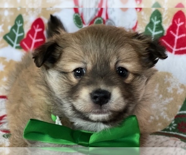 Medium Photo #2 Pomeranian Puppy For Sale in LANCASTER, PA, USA