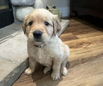 Puppy Teal Golden Retriever