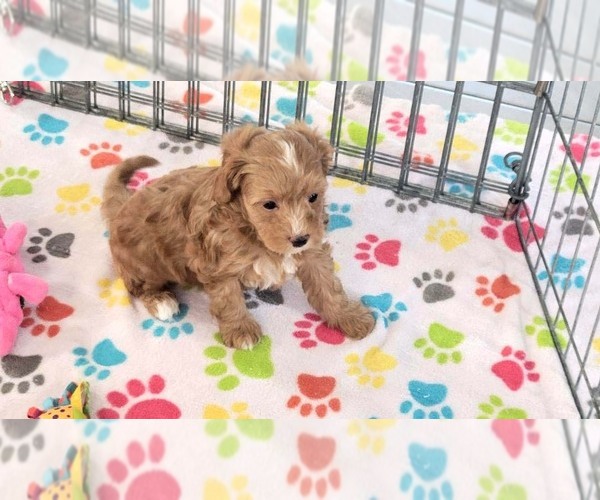Medium Photo #9 Cavapoo (Miniature)-Poodle (Toy) Mix Puppy For Sale in ORO VALLEY, AZ, USA
