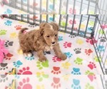 Small #8 Cavapoo (Miniature)-Poodle (Toy) Mix