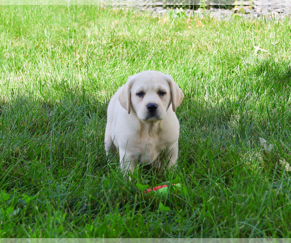 Medium Photo #5 Labrador Retriever Puppy For Sale in SYRACUSE, IN, USA