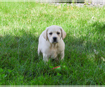 Small #4 Labrador Retriever