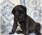 Small #2 Cane Corso