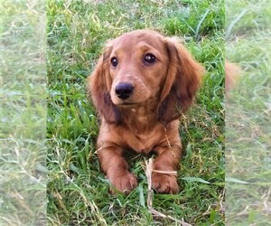 Dachshund Puppy for sale in CANYON LAKE, TX, USA