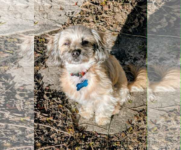 Medium Photo #1 Shih Tzu-Unknown Mix Puppy For Sale in Plainfield, IL, USA