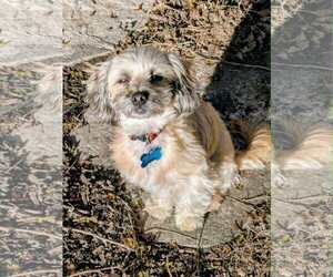 Shih Tzu-Unknown Mix Dogs for adoption in Plainfield, IL, USA
