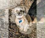 Small Shih Tzu Mix