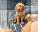 Small Photo #1 Golden Retriever Puppy For Sale in SAN DIEGO, CA, USA