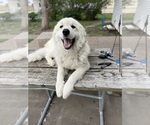 Small Photo #1 Ausky-Great Pyrenees Mix Puppy For Sale in EDNA, TX, USA