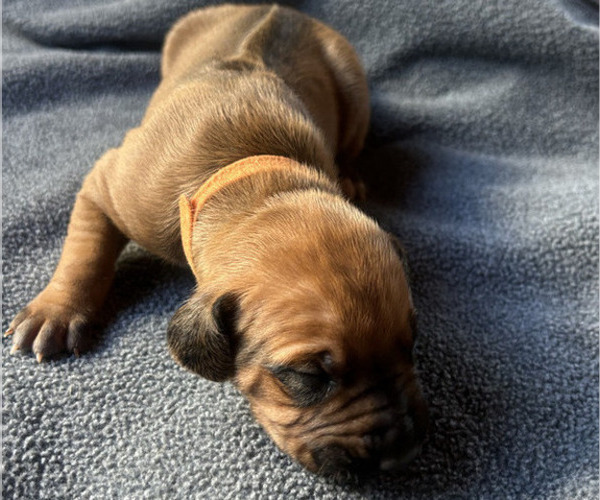 Medium Photo #2 Rhodesian Ridgeback Puppy For Sale in RIVERSIDE, CA, USA