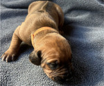 Small #1 Rhodesian Ridgeback