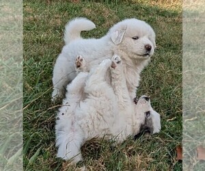 Great Pyrenees Puppy for sale in PINEVILLE, KY, USA