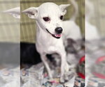 Small #5 Chihuahua Mix