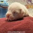 Small #28 Dogo Argentino