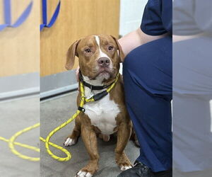 Beagle Dogs for adoption in Forestville, MD, USA