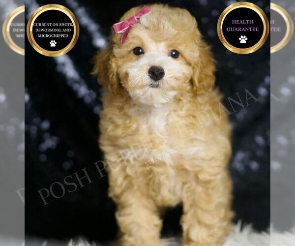 Medium Photo #1 Poodle (Toy) Puppy For Sale in WARSAW, IN, USA