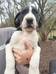 Small Photo #4 Great Dane Puppy For Sale in COVINGTON, GA, USA
