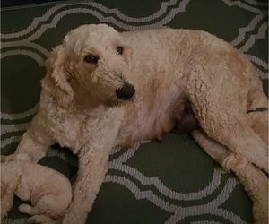 Mother of the Goldendoodle-Poodle (Standard) Mix puppies born on 07/22/2022