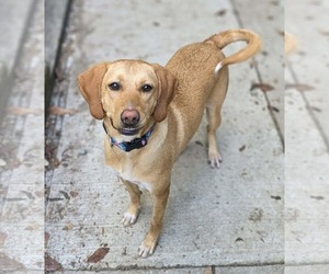 Carmella - Female Labbe Dog for Adoption - Photo #3